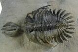 Short Trident Walliserops Trilobite - Timrzit, Morocco #350524-1